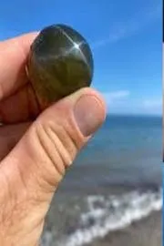 Valonia Ventricosa The Largest Single Celled Organism 