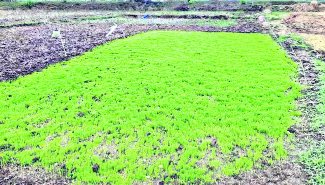 ముదురు నారులో యాజమాన్య పద్ధతలు