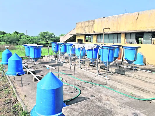 చేపపిల్లల ఉత్పత్తి ప్రయోగం విఫలం 
