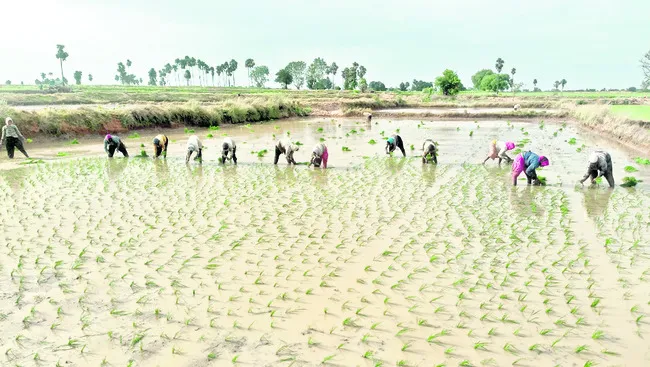 ముమ్మరంగా వరి నాట్లు