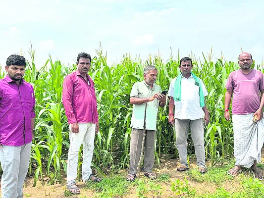 మొక్కజొన్న క్షేత్ర పరిశీలన