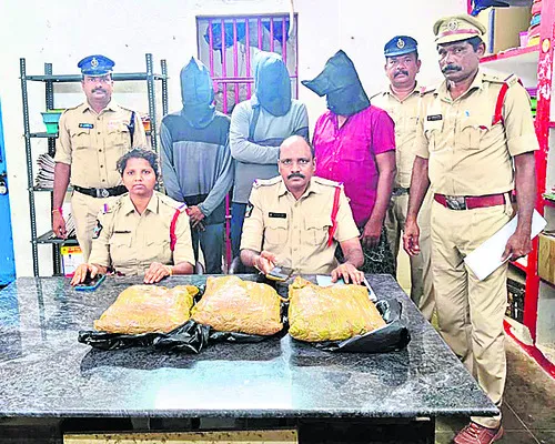 గంజాయ