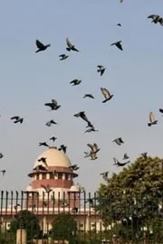 SC Refuses To Interfere With Bombay HC Order Against Pigeon Feeding6