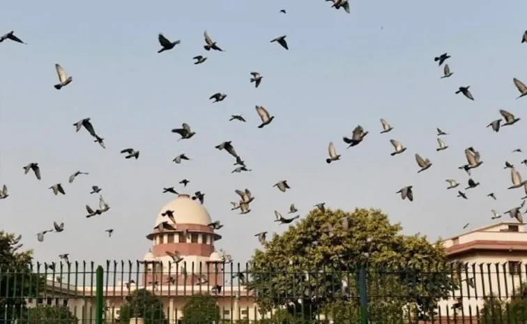 SC Refuses To Interfere With Bombay HC Order Against Pigeon Feeding