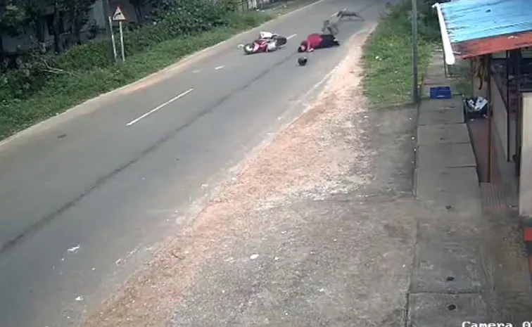 Caught on CCTV: Woman injured after wild boar collides with her scooter