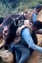 Brothers Carry 200 Kg Cow On Their Backs To Save Her Life11