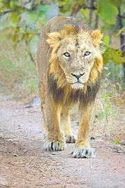  India lion population has registered a significant rise growing to 8914