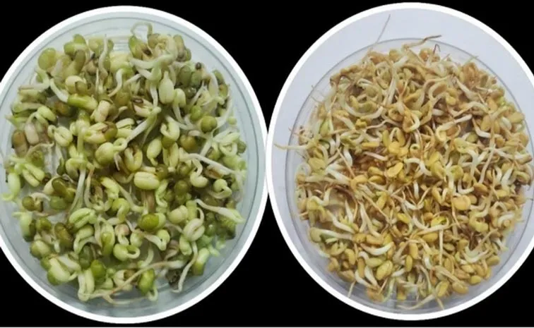 Two crop seeds from Ladakh were sent to space