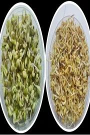 Two crop seeds from Ladakh were sent to space8