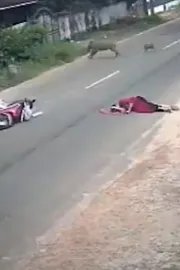 Caught on CCTV: Woman injured after wild boar collides with her scooter 6