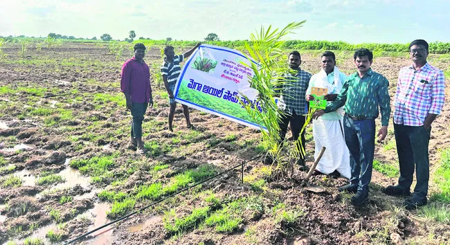 ఆయిల్పాం సాగుతో అధిక లాభాలు