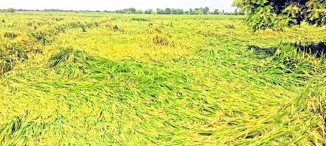 అన్నదాతకు తీరని నష్టం