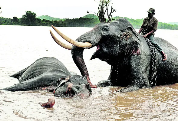 కన్నడనాట గజరాజుల ఖుషీ
