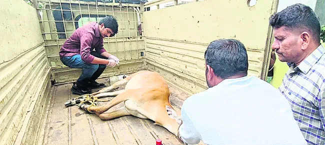 గ్రామంలోకి వన్యప్రాణి