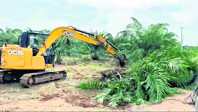 కాపు రాక ఆయిల్‌పామ్‌ మొక్కల తొలగింపు