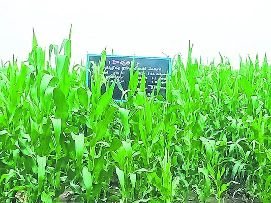 గ్రామానికి చెందిన భూమి మాకే చెందాలి