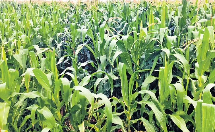 Corn grown near Kovelakuntla