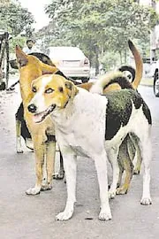 Supreme Court Orders Removal of Stray Dogs from Delhi8