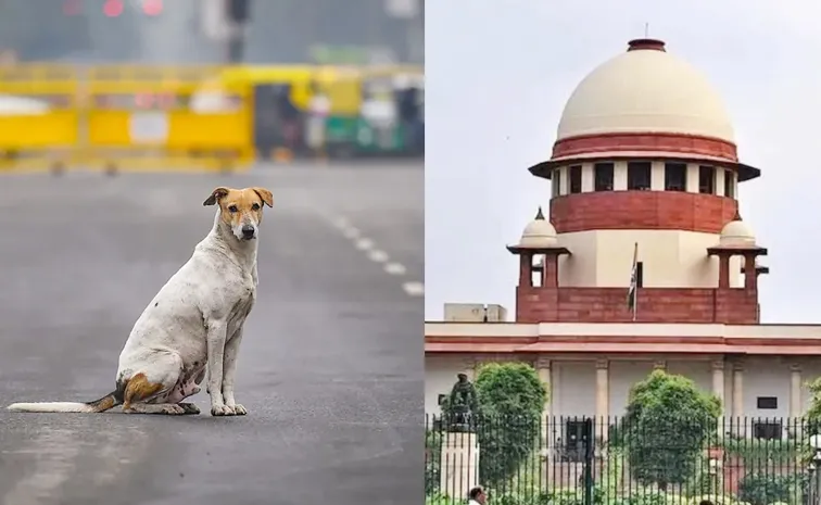 Supreme Court Bench To Hear Stray Dog Case Tomorrow1