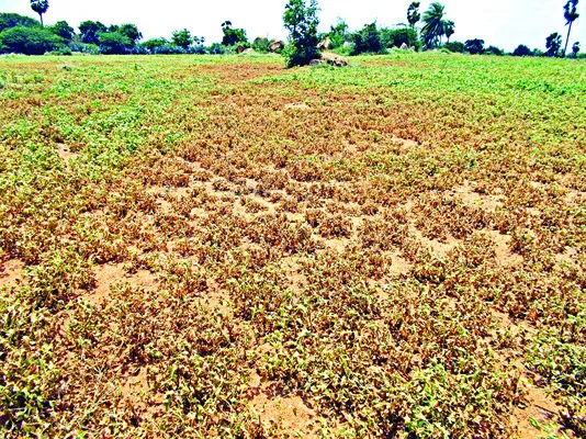 ఫసల్‌ బీమా రూ.77.49 కోట్లు విడుదల 