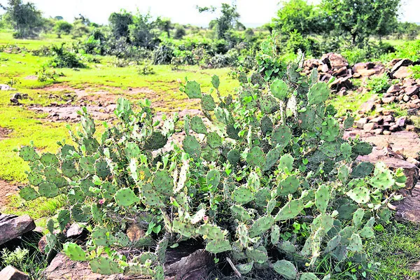 మన పం