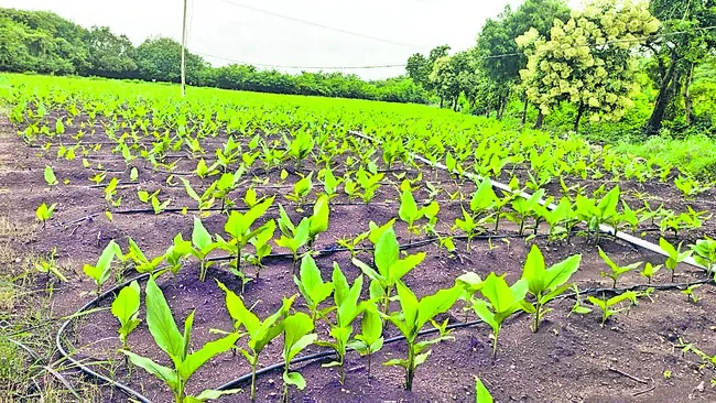 పసుపు సాగుకు మొగ్గు 
