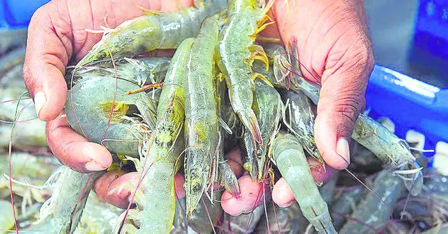 వనామీపై సునామీ