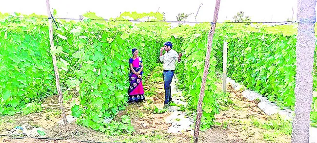 విత్త