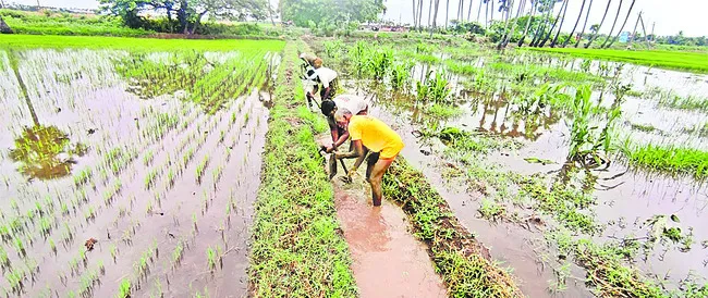 పంటలు