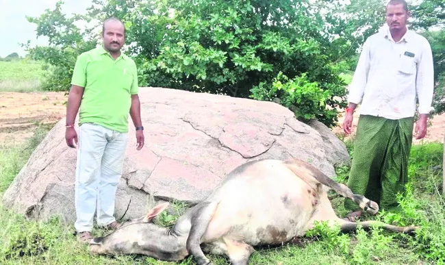 రోడ్డ