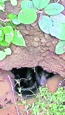 జోడూర
