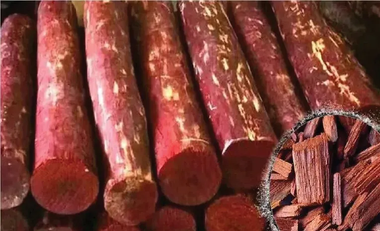 Forest Officials Caught 144 A1 Grade Red Sandalwood Logs