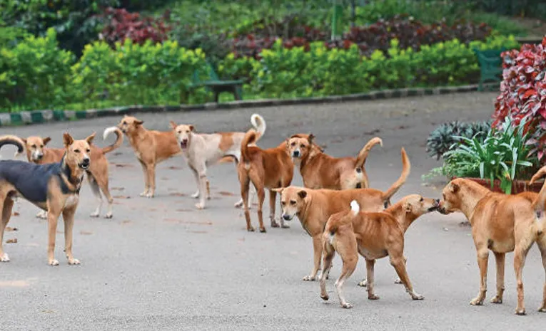 Bhoje Gowda recalled that 2,500 stray dogs were killed and buried in Chikkamagaluru11