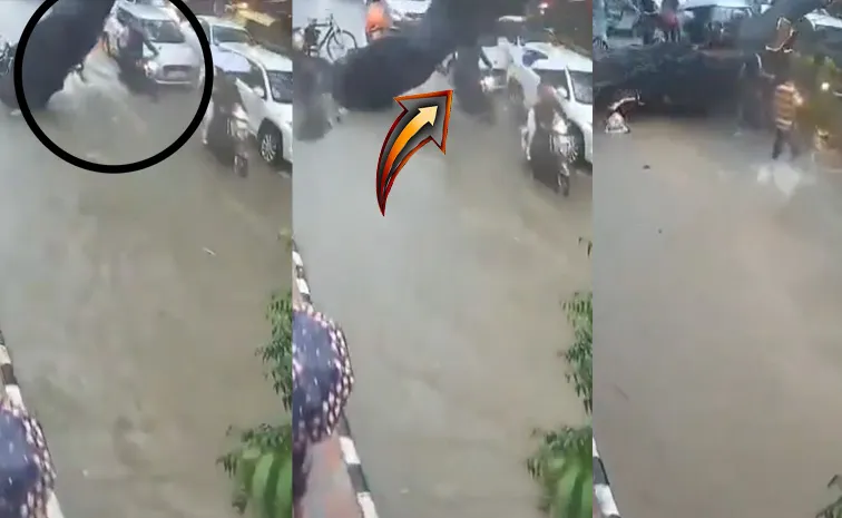 Massive Tree Uprooted: Crushes Biker To Die In Delhi Rain Chaos