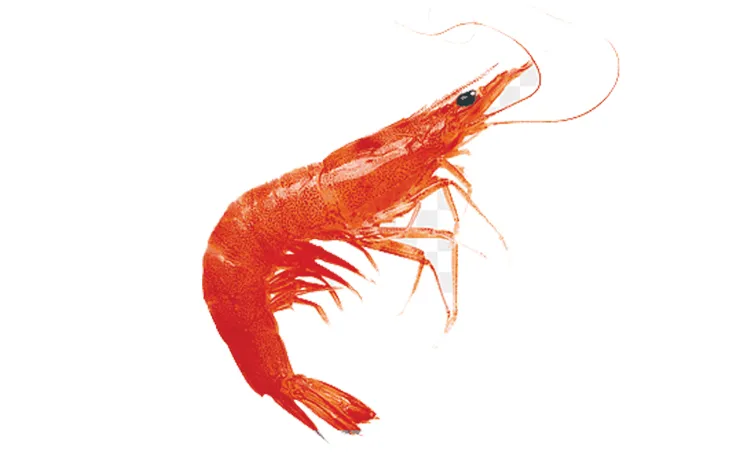 Shrimp exports decline in Visakhapatnam district