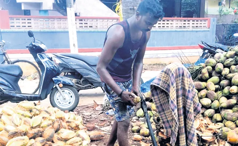 Coconut export from the district to northern states