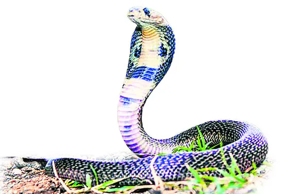 విజయనగరం