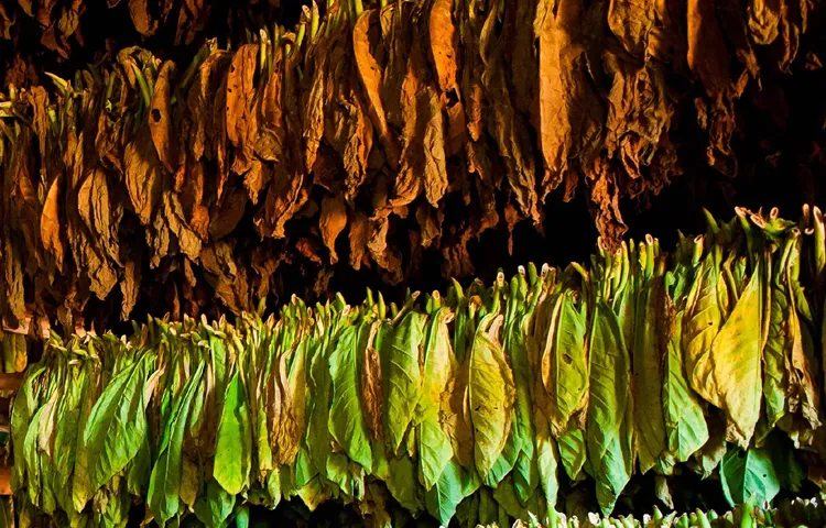 Farmers have up to 30000 tons of tobacco in stock