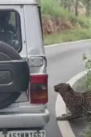 Bengaluru  Leopard attacks 13 year old boy4