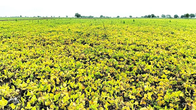ఇంకా నీటిలోనే నల్ల బంగారం 