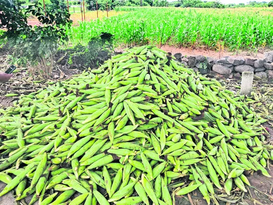 పచ్చిబుట్ట..టన్నుకు 10 వేలు 