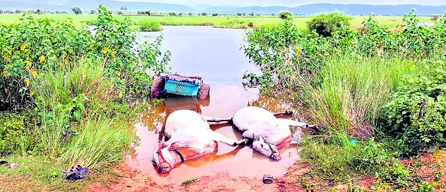 ఎద్దులను శుభ్రం చేసేందుకు వెళ్లి.. 