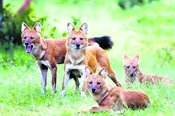 పాపిక
