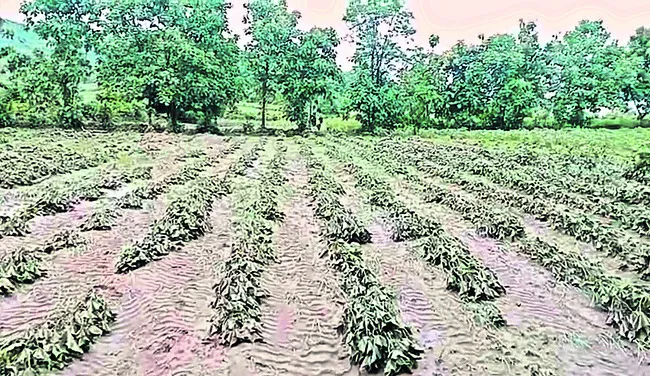 అధిక వర్షం.. పంటలు ఆగం