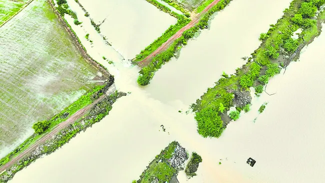 డెల్టా రైతు బతుకు ఉల్టా!