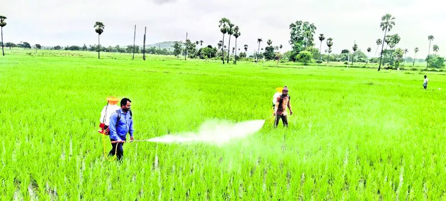 పంటలను ఆశిస్తున్న తెగుళ్లు