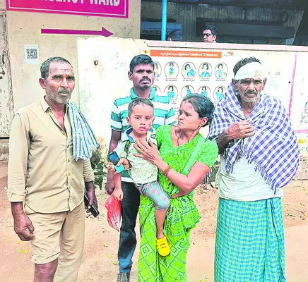 వీధి కుక్కల వీరంగం