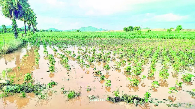 పత్తి సాగులో జాగ్రత్తలు పాటించాలి