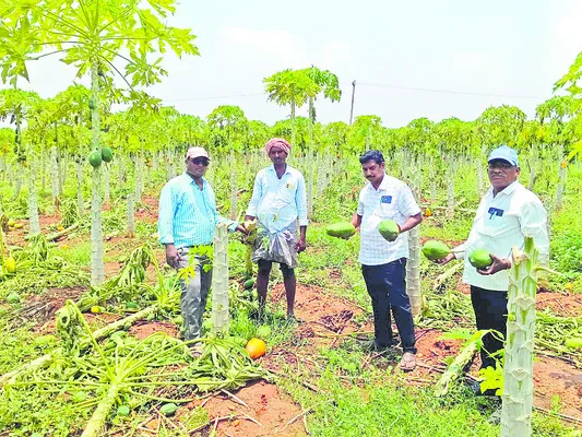 బొప్ప