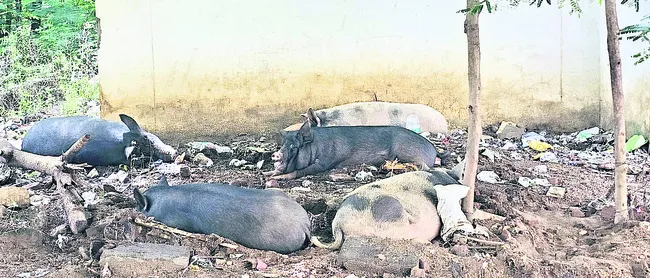 దోమకా